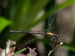 Austroargiolestes aureus female-3